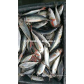 Rojo peces de la cola scad / pescado redonda scad